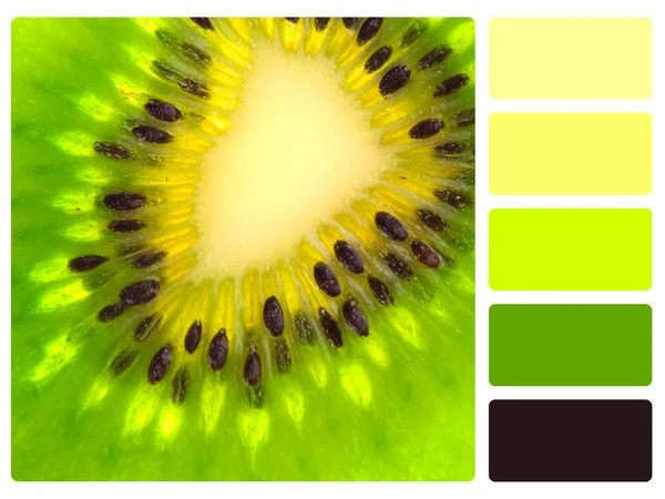 Amostra verde da paleta de cores kiwi — Fotografia de Stock