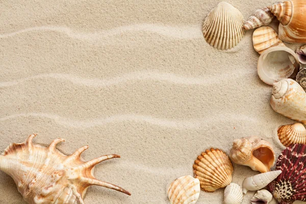 Морські мушлі з піском як фон — стокове фото