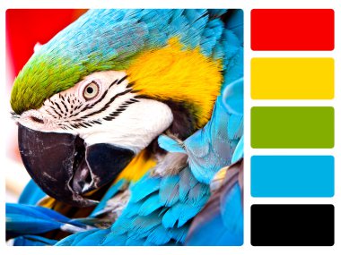 papağan kuş renk paletini renk örneği