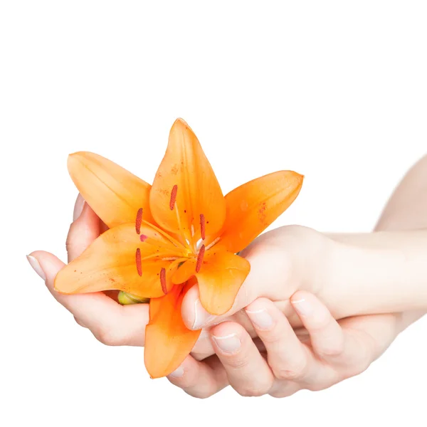 Mãos de mulher e flor de lírio — Fotografia de Stock