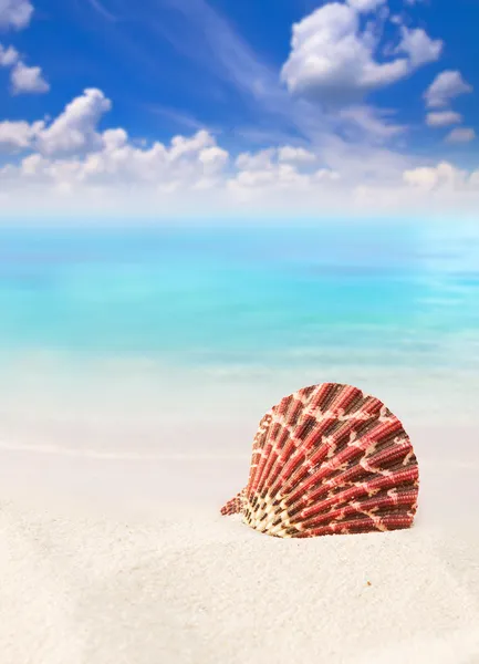 Shell on the beach — Stock Photo, Image