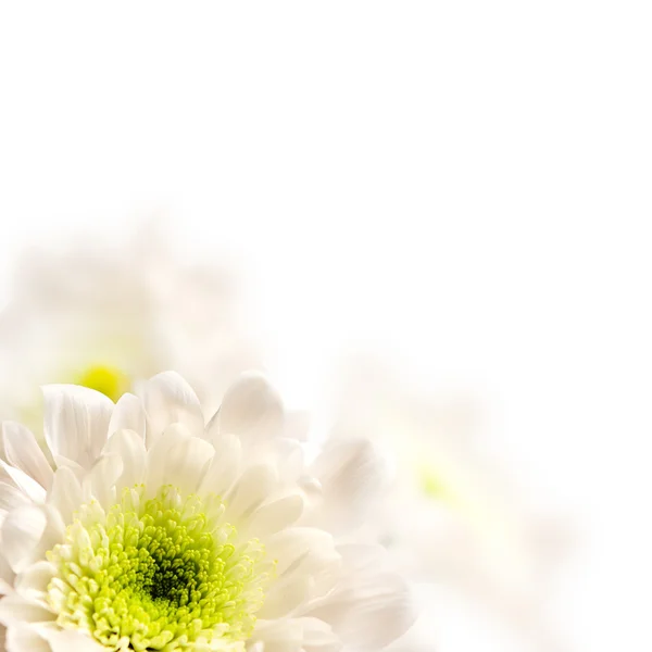 Lente bloesem. witte bloemen. — Stockfoto