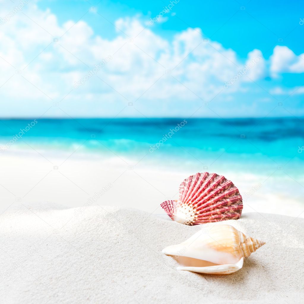 Shell on the beach