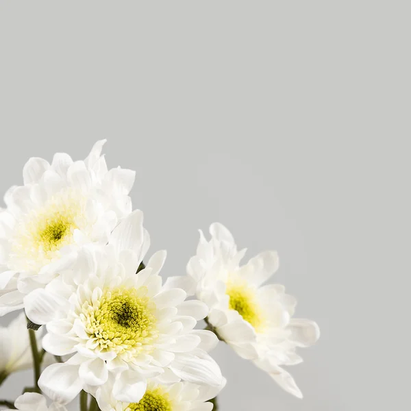 Lente bloesem. witte bloemen. — Stockfoto