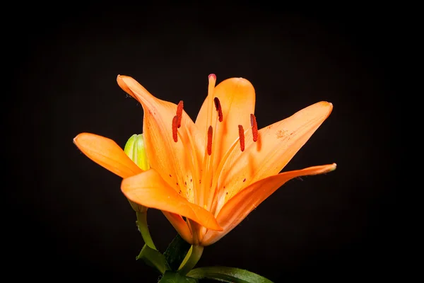 Lilies on a black background — Stock fotografie