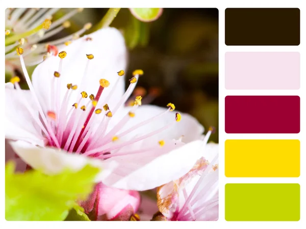 Flower colour palette swatch — Stock Photo, Image