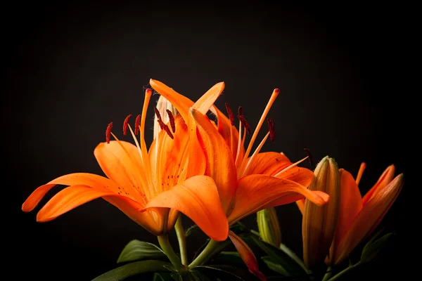 Lilies on a black background — Stock fotografie