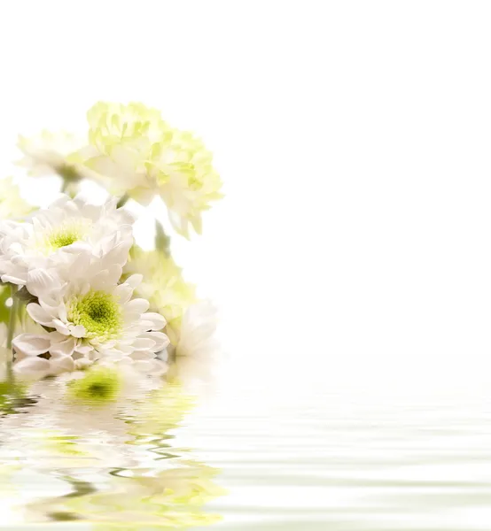 Flores e reflexão sobre branco — Fotografia de Stock