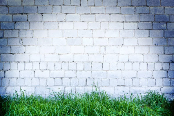 Herbe verte et mur blanc — Photo