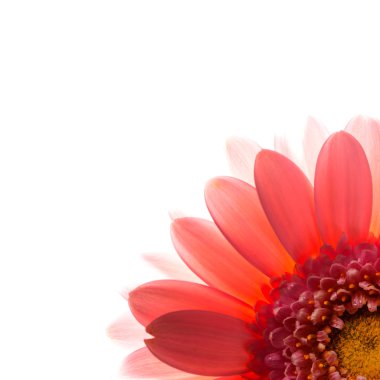 Pink flower petals.