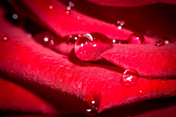 Druppels op roos bloemblad. — Stockfoto