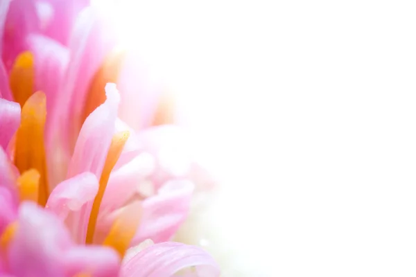 Fecho de flores coloridas . — Fotografia de Stock