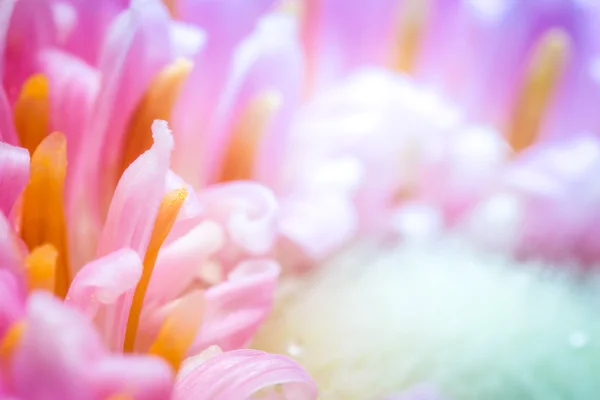 Kleurrijke bloem close-up. — Stockfoto