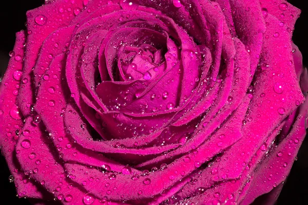 Pink rose with water drops. — Stock Photo, Image