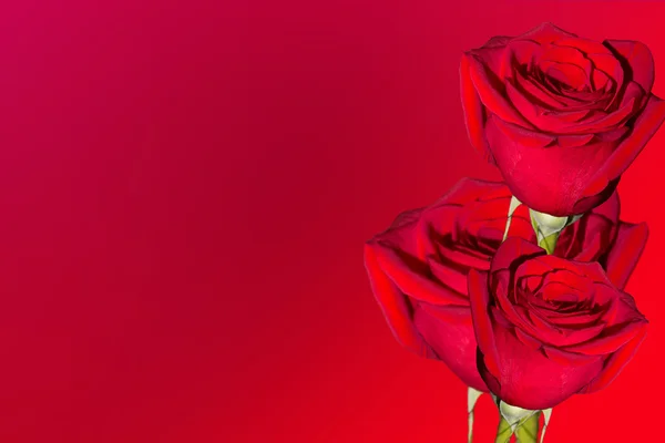 THREE RED ROSES — Stock Photo, Image