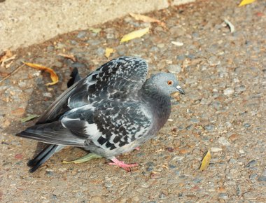 yol üzerinde gri kuş