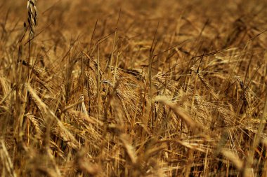 olgunlaşmış tahıllar çavdar koni içinde