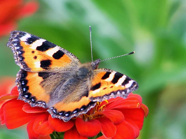 Beautiful butterfly on red flower Stock Image