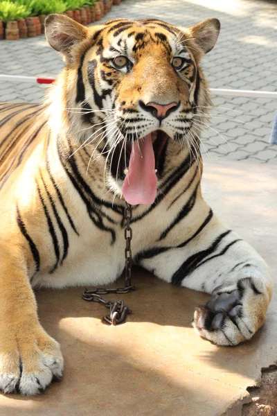 Grande tigre bonito — Fotografia de Stock