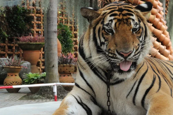 Nagy gyönyörű tigris — Stock Fotó
