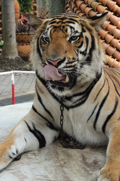 Grande tigre bonito — Fotografia de Stock
