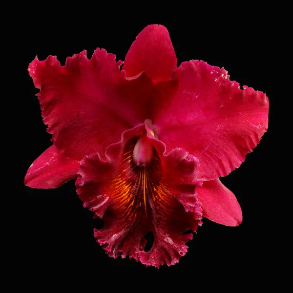 Red orchid on a black background — Stock Photo, Image