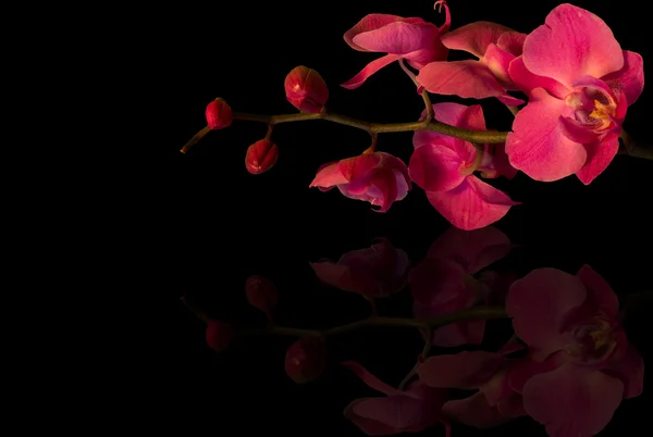 Single orchids on a black background — Stock Photo, Image