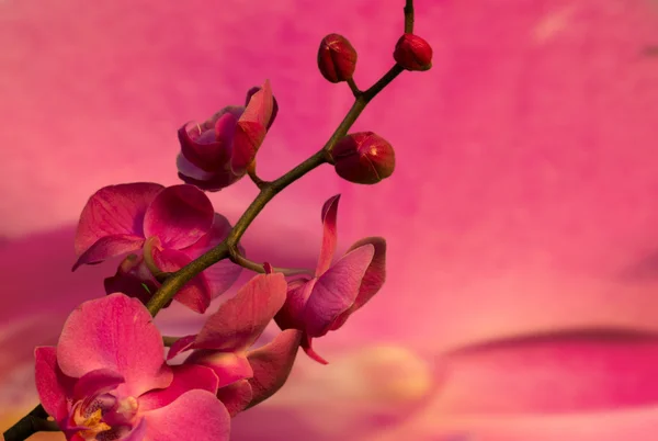 ピンクの花の蘭の支店 — ストック写真