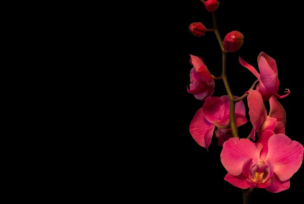 Orchideen auf schwarzem Hintergrund — Stockfoto