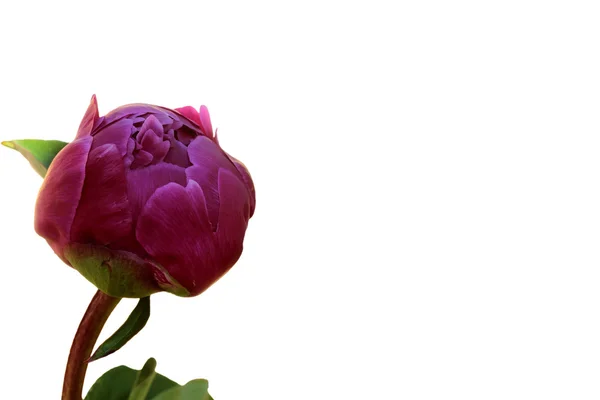 Floral background with peony bud unblown — Stock Photo, Image