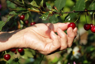 bir el içinde olgunlaşmış kiraz
