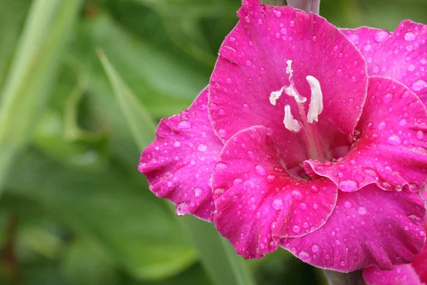 Rosa gladiolus — Stockfoto