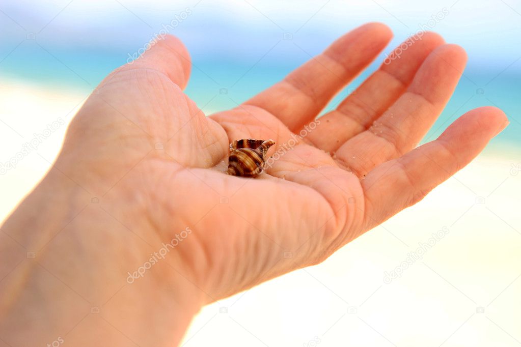 little shell in the open palm