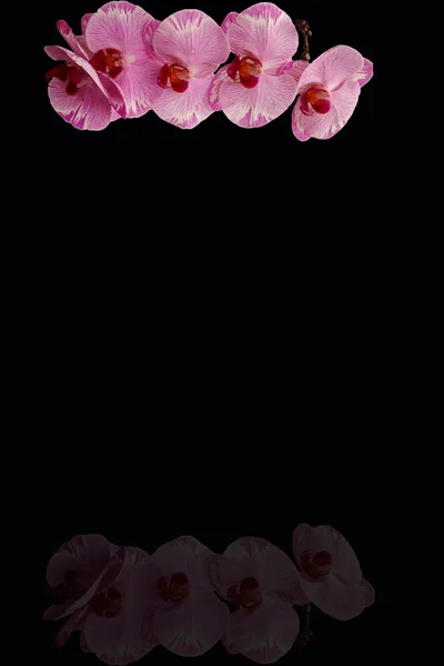 난초 꽃의 분 지 — 스톡 사진