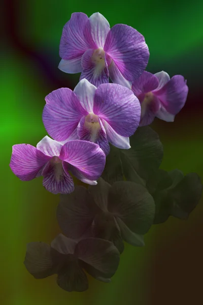 Orchid and reflection — Stock Photo, Image