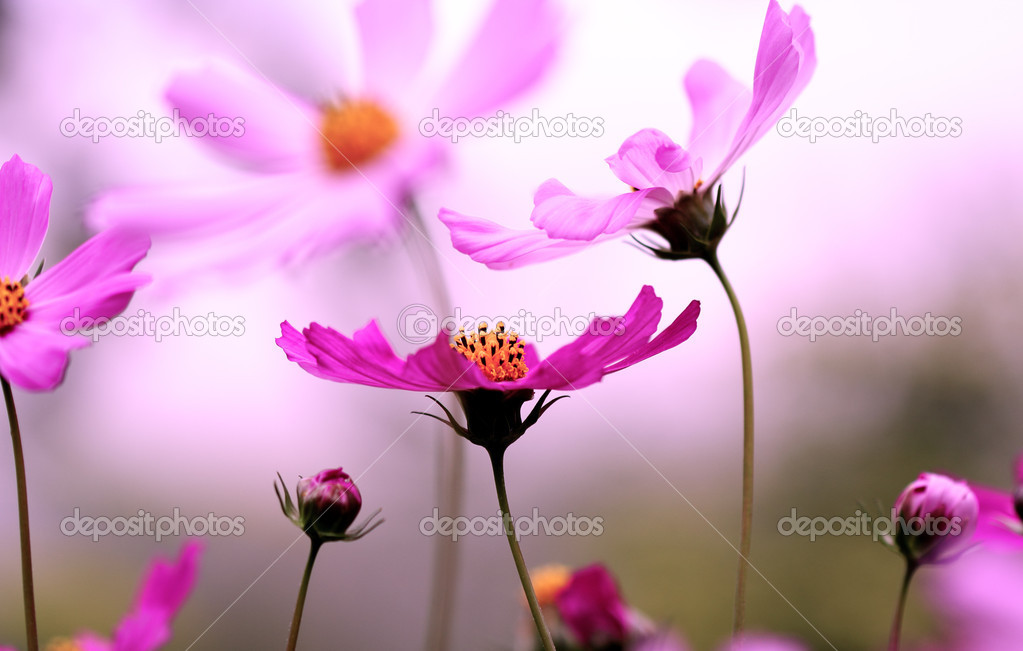 background with flowers 