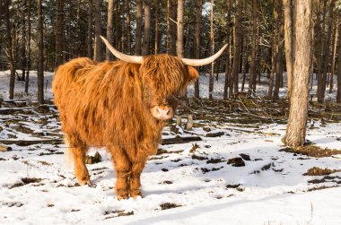 Scottish highlander ox clipart