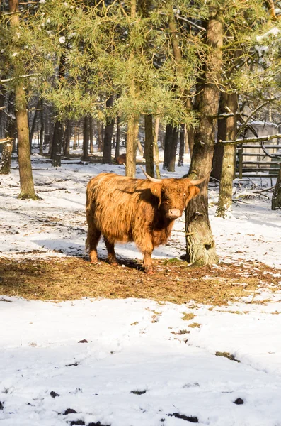 İskoç highlander öküz — Stok fotoğraf