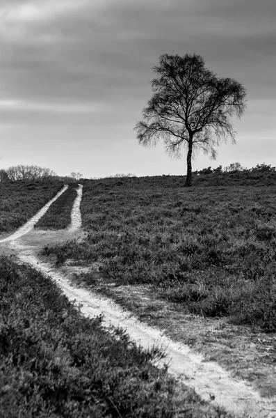 Heath — Stok fotoğraf