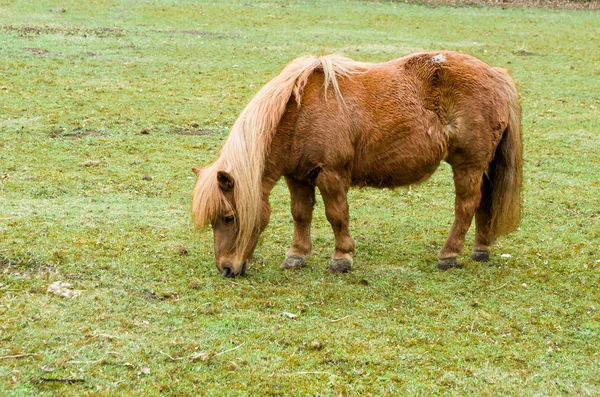Cheveux roux poney — Photo