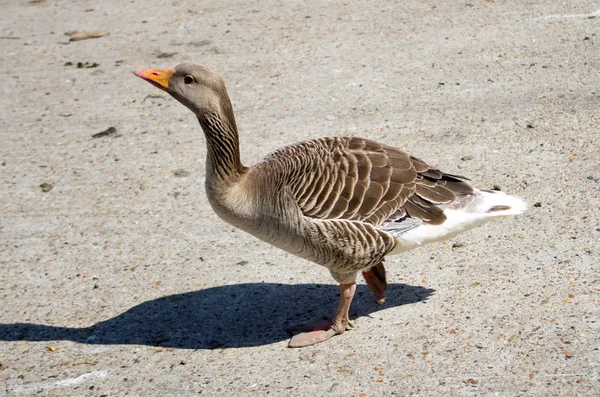 Pato. — Foto de Stock