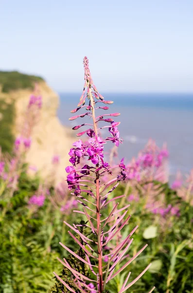 Hastings. — Foto de Stock