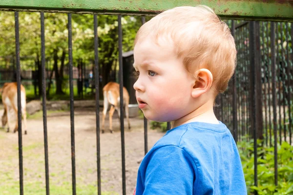 Dreng i zoologisk have - Stock-foto