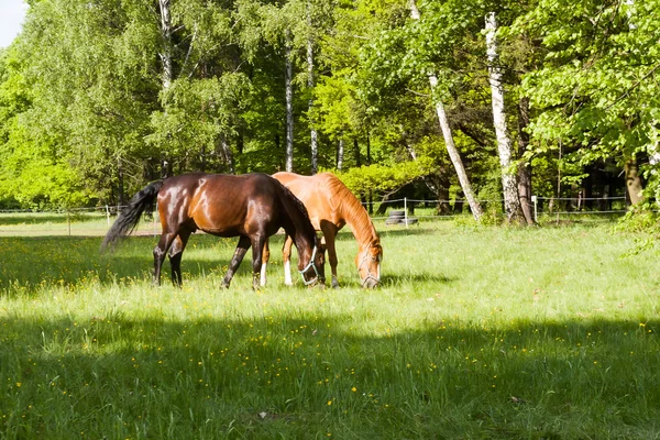 Konie — Zdjęcie stockowe