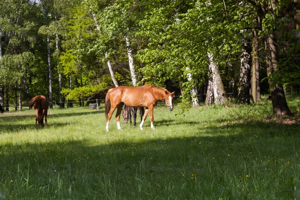 Paarden — Stockfoto