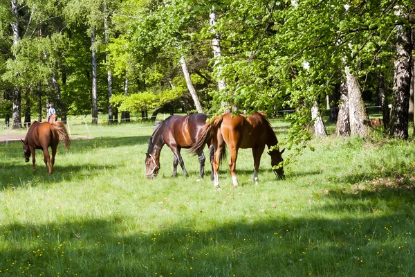 Hevoset — kuvapankkivalokuva