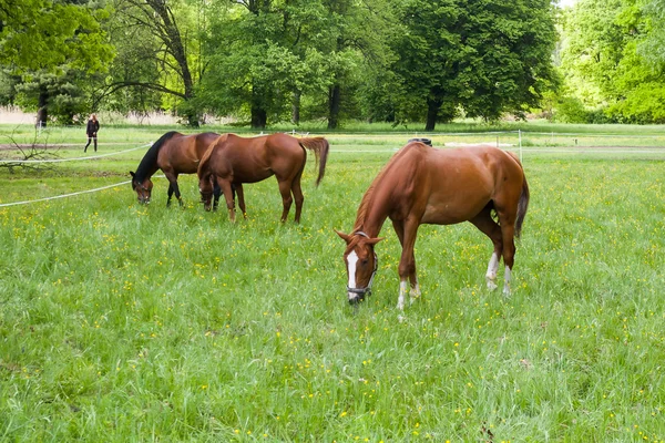 Paarden — Stockfoto