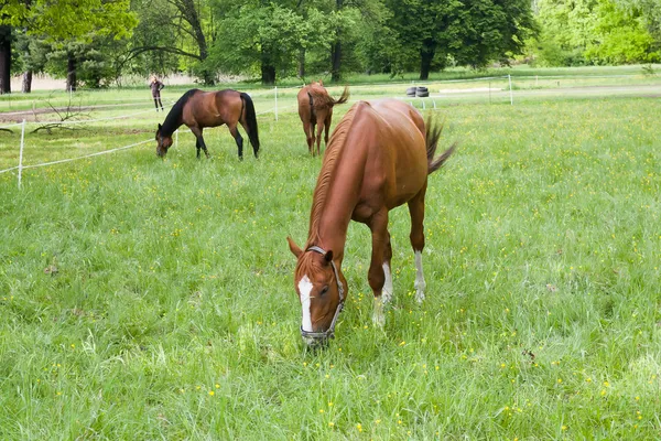 Hevoset — kuvapankkivalokuva
