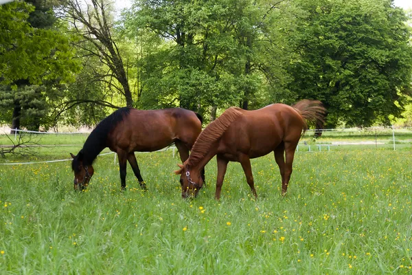 Horses — Stock Photo, Image