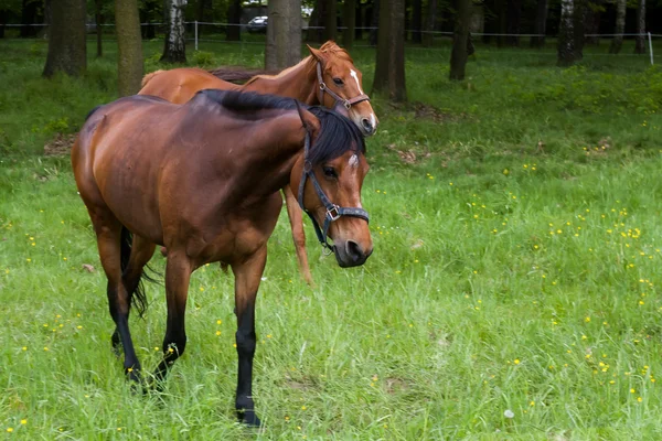 Koně — Stock fotografie